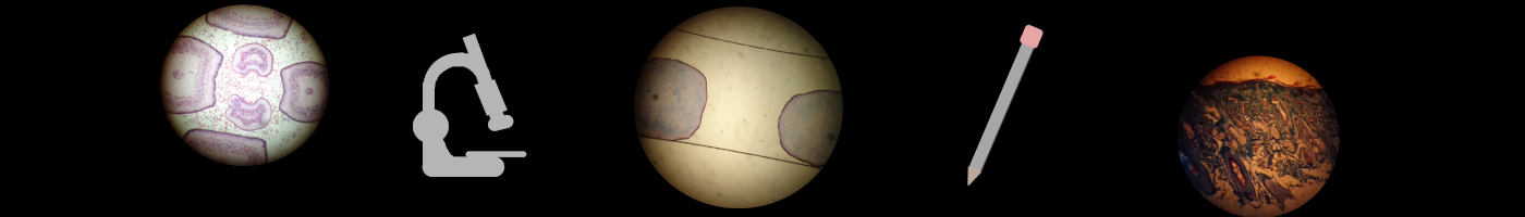 Headerbild NatWi Maite Rappold